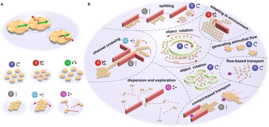 Illustrations of microrobot collective reconfigurable behaviors and functions