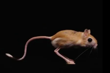 A Jerboa, a mouse like creature, jumping against a black background.