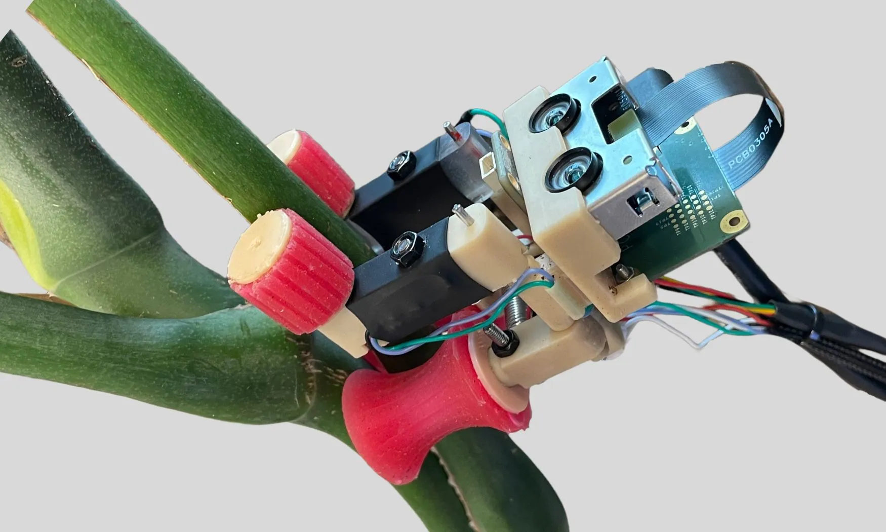 A miniature climbing robot with soft pink grippers, a stereo camera, and exposed wiring grips the forked green stem of a plant.