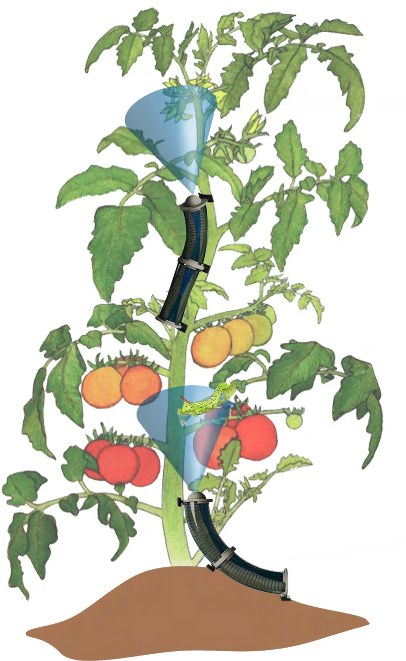 Illustrated tomato plant with small robots wrapped around its stems, scanning leaves and fruit.