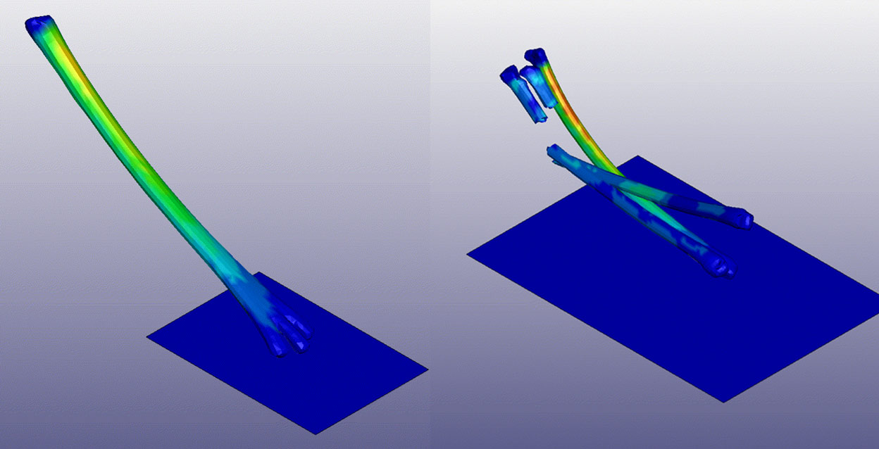 Simulation of jerboa bones showing stress with a fused metatarsal and unfused metatarsals breaking under stress
